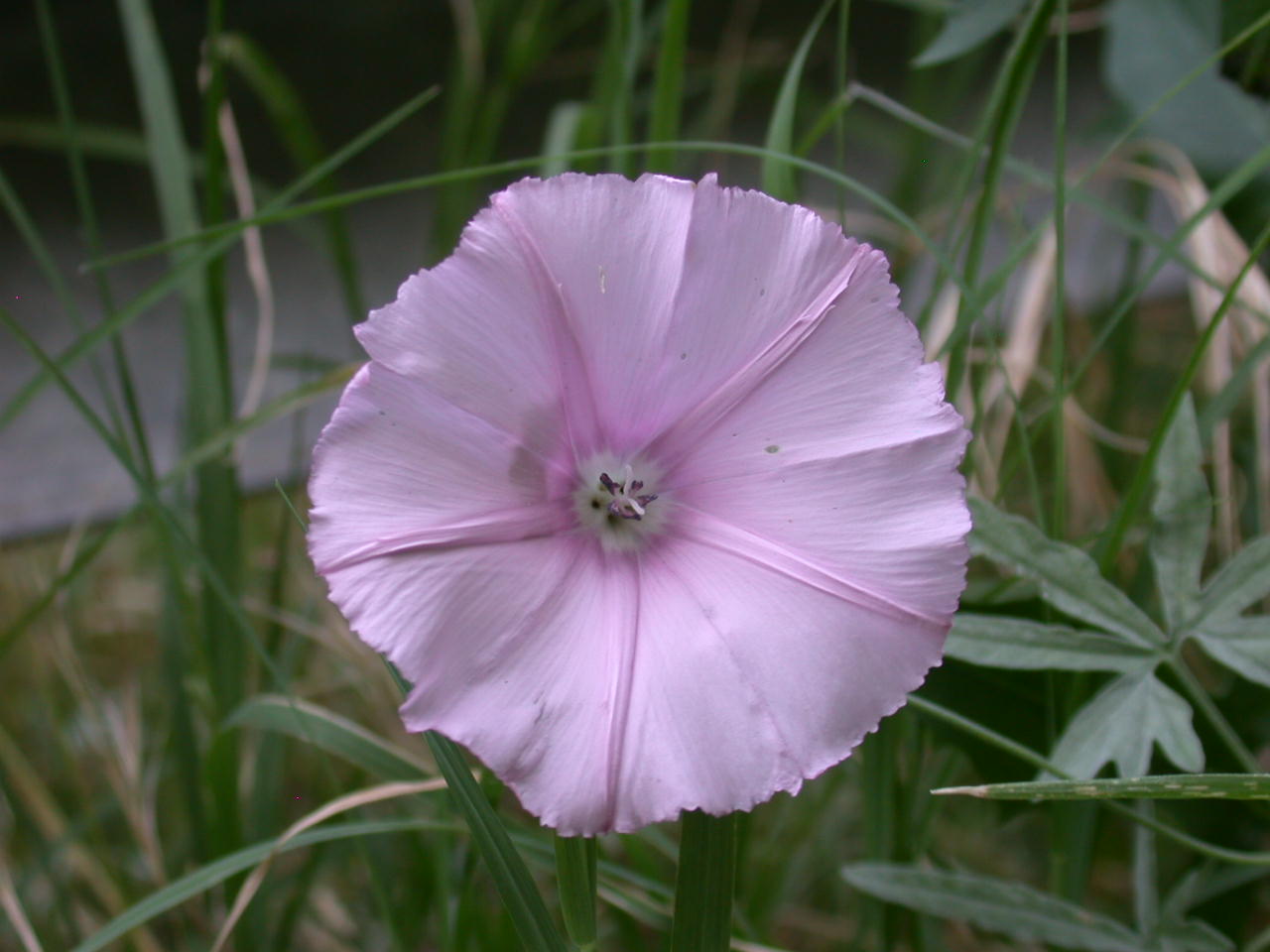 Convolvulus elegantissimus / Vilucchio elegantissimo (quiz)